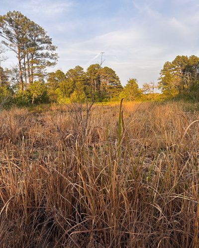 Overgrown East Texas pasture field at sunset targeted for drone herbicide spraying